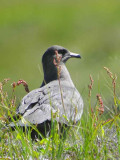 Dark phase Arctic Skua, Handa Island SWT Nature Reserve