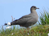 Dark phase Arctic Skua, Handa Island SWT Nature Reserve