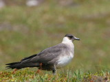 Pale phase Arctic Skua, Handa Island SWT Nature Reserve