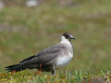 Pale phase Arctic Skua, Handa Island SWT Nature Reserve