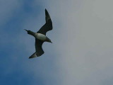 Pale phase Arctic Skua, Handa Island SWT Nature Reserve