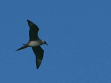 Pale phase Arctic Skua, Handa Island SWT Nature Reserve