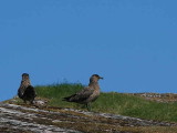 Great Skua (Bonxie), Handa Island SWT Nature Reserve