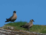 Great Skua (Bonxie), Handa Island SWT Nature Reserve