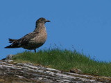 Great Skua (Bonxie), Handa Island SWT Nature Reserve