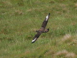 Great Skua (Bonxie), Handa Island SWT Nature Reserve