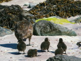 Female Eider Duck with chicks, Handa Island SWT Nature Reserve