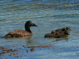 Female Eider Duck with chicks, Handa Island SWT Nature Reserve