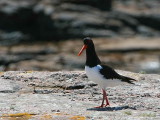 Oystercatcher, Handa Island SWT Nature Reserve