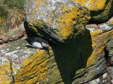 Puffin on top of the Great Stack, Handa Island SWT Nature Reserve