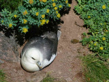 Fulmar, Handa Island SWT Nature Reserve