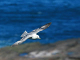 Fulmar, Handa Island SWT Nature Reserve