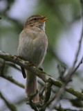 Chiffchaff, Barons Haugh RSPB, Clyde
