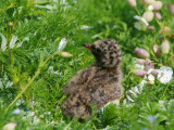 Arctic Tern chick, Isle of May, Fife