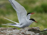Arctic Tern, Isle of May, Fife