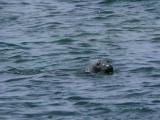 Grey Seal, Isle of May