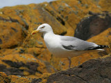 Herring Gull, Isle of May