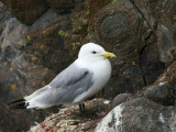 Kittiwake, Isle of May