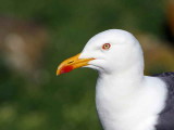 Lesser Black-backed Gull, Isle of May, Fife