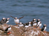 Puffin, Isle of May, Fife