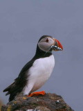 Puffin, Isle of May, Fife