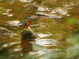 Common Kingfisher, Linn Park, Glasgow