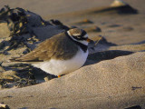 Ringed Plover, Turnberry Beach