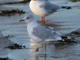 Common Gull, Balcomie Beach, Fife