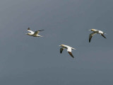 Gannet, Fife Ness