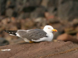 Lesser Black-backed Gull, North Berwick, Lothian