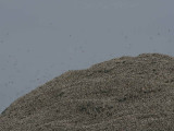 Gannets on the Bass Rock