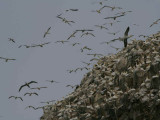 Gannets over the Bass Rock