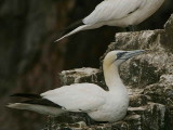 Gannet, Bass Rock