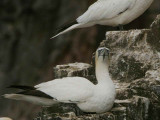 Gannet, Bass Rock