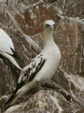 Gannet, Bass Rock