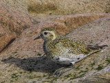 Golden Plover, Fife Ness