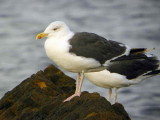 Great Black-backed Gull, Balcomie, Fife