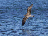 Lesser Black-backed Gull (juvenile), Hogganfield Loch, Glasgow