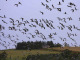 Pink-footed Geese, South Medwin Valley, South Lanarkshire