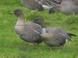 Pink-footed Goose, South Medwin Pool, South Lanarkshire
