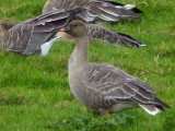 Pink-footed Goose, South Medwin Pool, South Lanarkshire