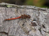 Dragon Fly, Bishop Loch, Glasgow