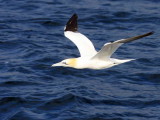 Gannet, Clyde Pelagic cruise