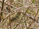 Chiffchaff, Sallochy, Loch Lomond,Clyde