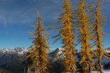 four larches