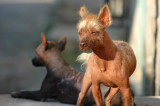 Street Dogs in Trinidad