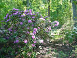P1000203.jpg