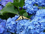 Butterfly with blue hydrangea
