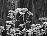 Cow Parsnip and Sequoia