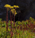 Bluff Lettuce